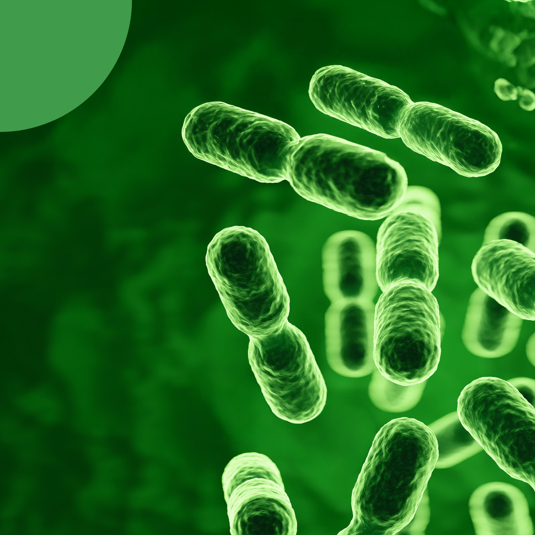 5 raisons de prendre des probiotiques - spécial femme