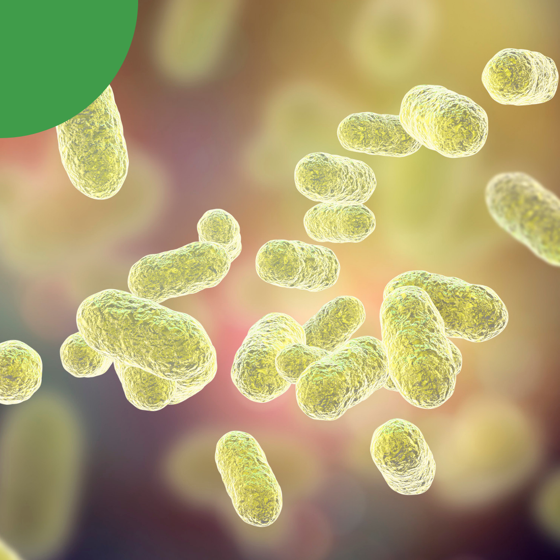L'évolution du microbiote intestinal