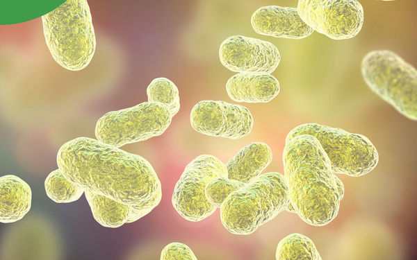 L'évolution du microbiote intestinal