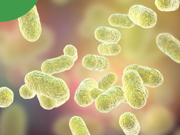 L'évolution du microbiote intestinal
