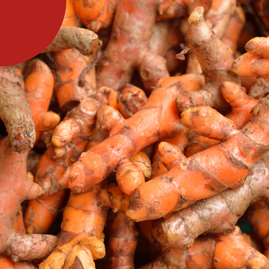 Les bénéfices du curcuma